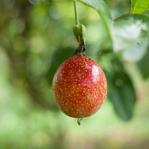 Passionfruit from Tropical Southeast Asia