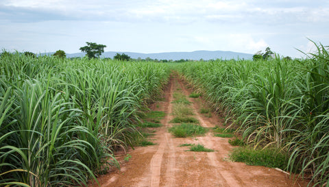 Unrivaled Sugarcane Richness